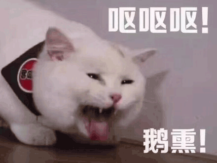 沙雕猫