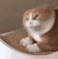 萌宠 猫咪 哼 呆萌 可爱