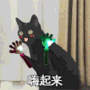 萌宠 猫咪 嗨起来 呆萌 可爱
