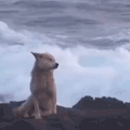 萌宠 狗狗 海边 呆萌 可爱