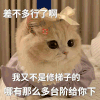 萌宠 猫咪 差不多行了啊 呆萌 可爱