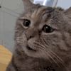 萌宠 猫咪 不开心 呆萌 可爱