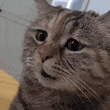 萌宠 猫咪 不开心 呆萌 可爱