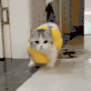 萌宠 猫咪 我来了 呆萌 可爱