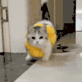 萌宠 猫咪 我来了 呆萌 可爱