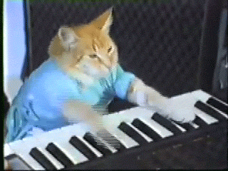钢琴猫猫弹琴键盘猫gif动图