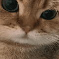 萌宠 猫咪 凶 呆萌 可爱