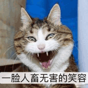 沙雕猫