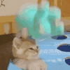 萌宠 猫咪 打 呆萌 可爱
