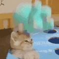 萌宠 猫咪 打 呆萌 可爱
