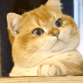 萌宠 猫咪 无辜 呆萌 可爱