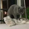 萌宠 猫咪 按摩 呆萌 可爱
