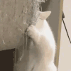 萌宠 猫咪 ？ 呆萌 可爱