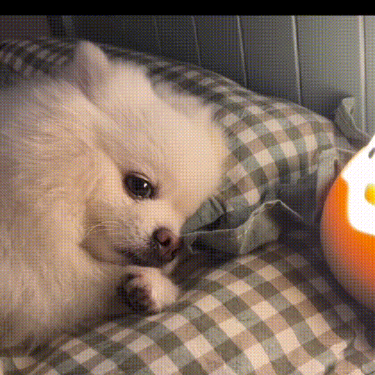 萌宠 狗狗 无奈 呆萌 可爱