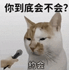 萌宠 猫咪 你到底会不会约会 呆萌 可爱