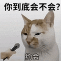 萌宠 猫咪 你到底会不会约会 呆萌 可爱