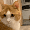 萌宠 猫咪 好奇 呆萌 可爱