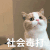萌宠 猫咪 社会毒打 呆萌 可爱