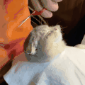 萌宠 猫咪 剪头发 呆萌 可爱