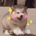 萌宠 狗狗 走去哥哥心里 呆萌 可爱