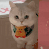萌宠 猫咪 坐着 呆萌 可爱
