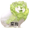 萌宠 狗狗 菜狗 呆萌 可爱
