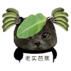 萌宠 猫咪 老实芭蕉 呆萌 可爱