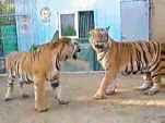 两只老虎动态表情包图片