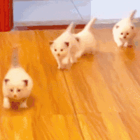 萌宠 猫咪 快跑 呆萌 可爱