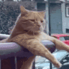 萌宠 猫咪 转头 呆萌 可爱