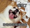 萌宠 汪星人 哈哈哈 我疯了 搞怪 呆萌