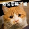 萌宠 猫星人 要哭了哦 难受 呆萌 可爱